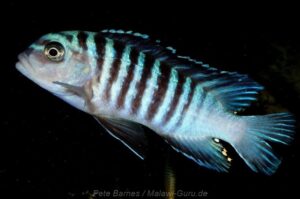 Metriaclima phaeos Arten